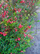 Image of Maule's quince