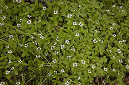 Image of Bunchberry