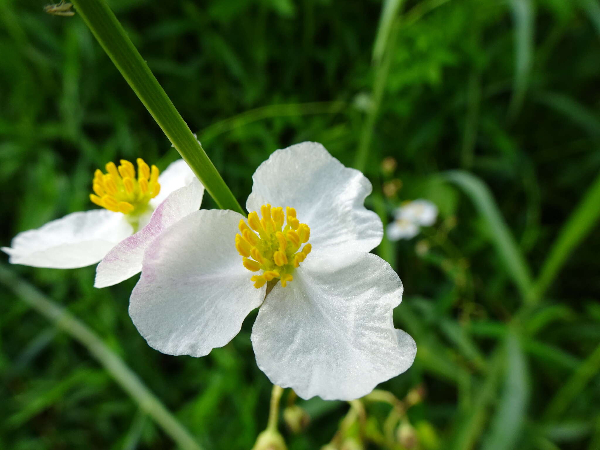 Imagem de Sagittaria trifolia L.