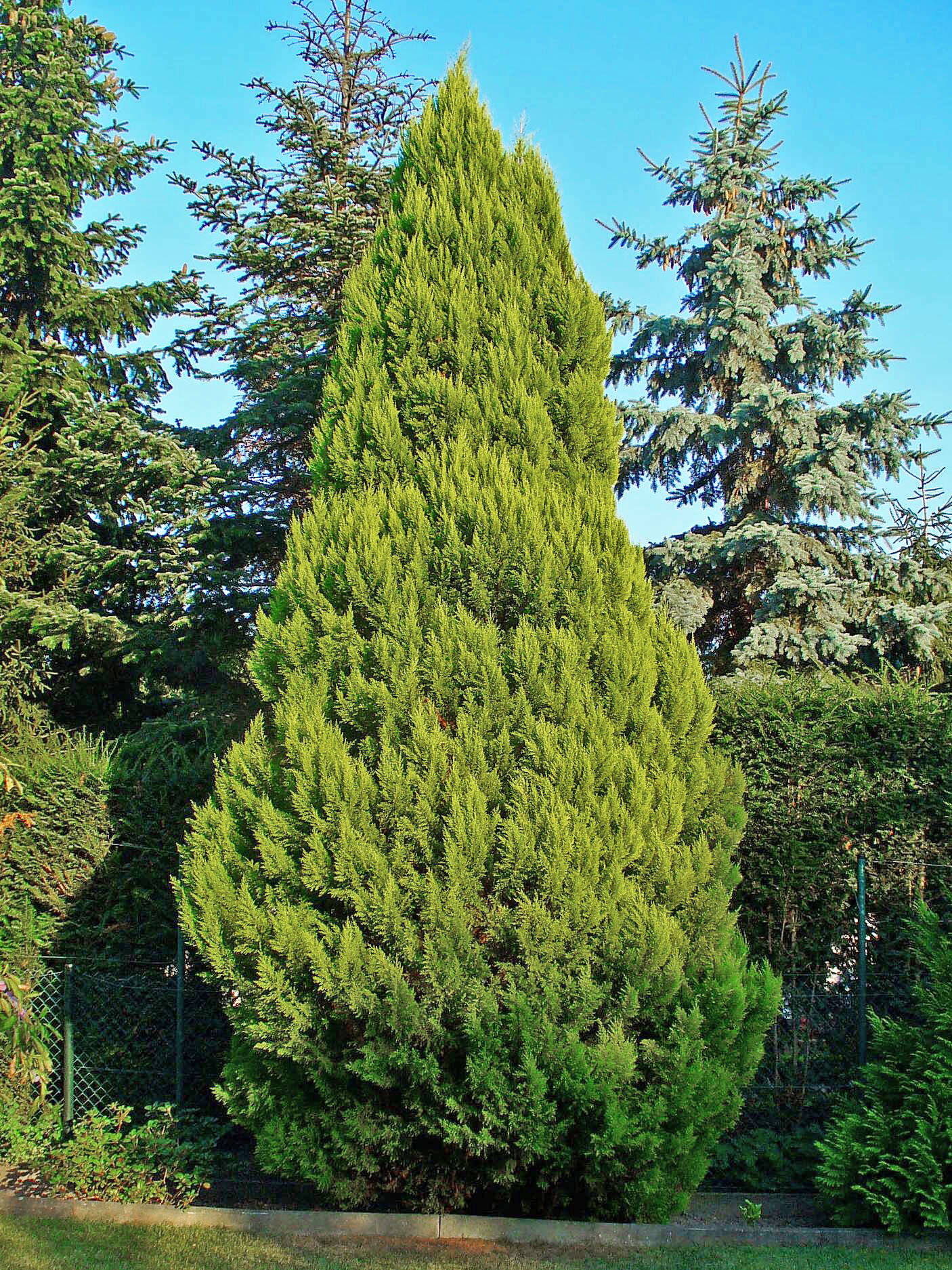 Image of Lawson's Cypress