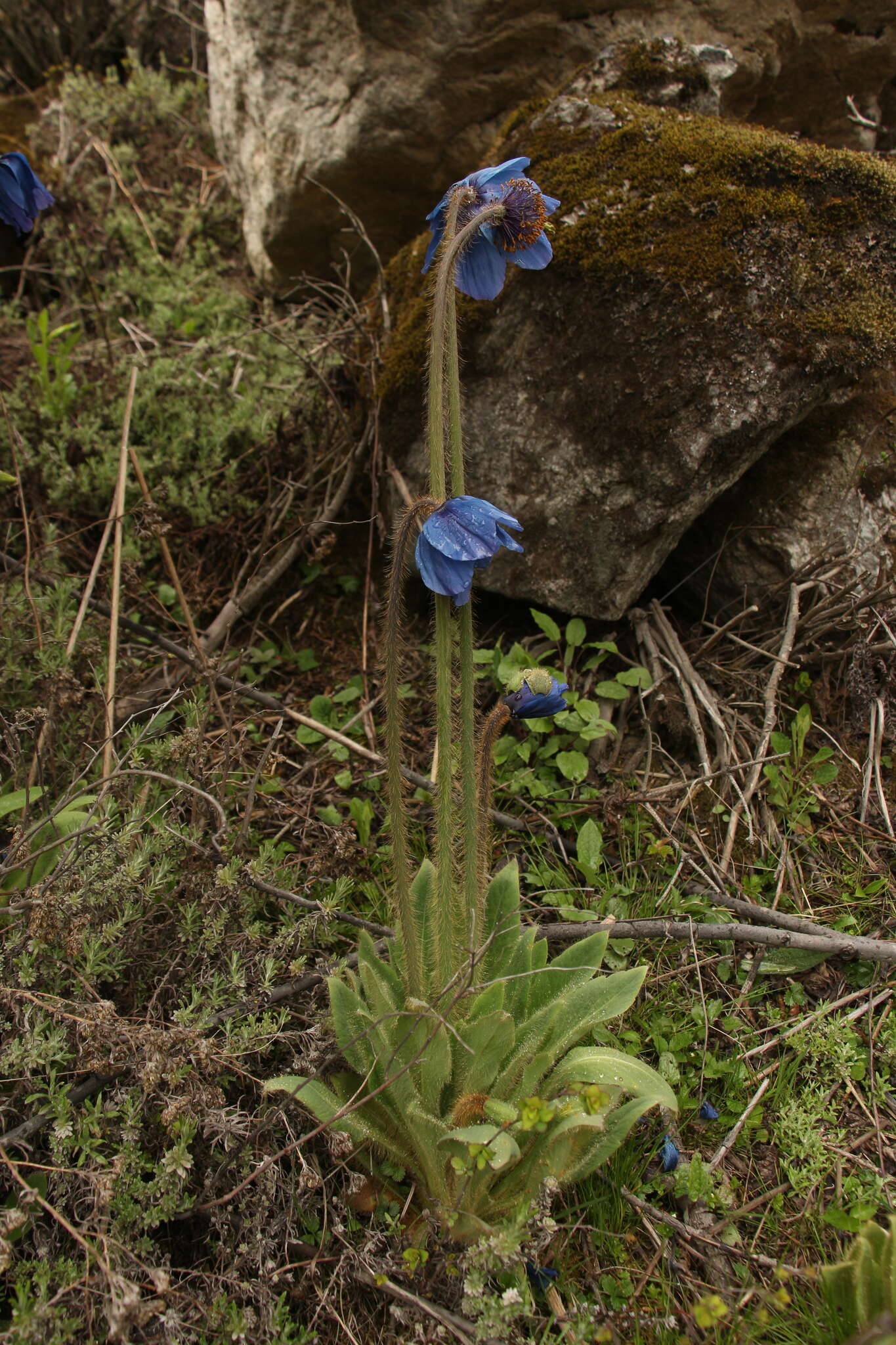 Image of Meconopsis simplicifolia (D. Don) Walp.
