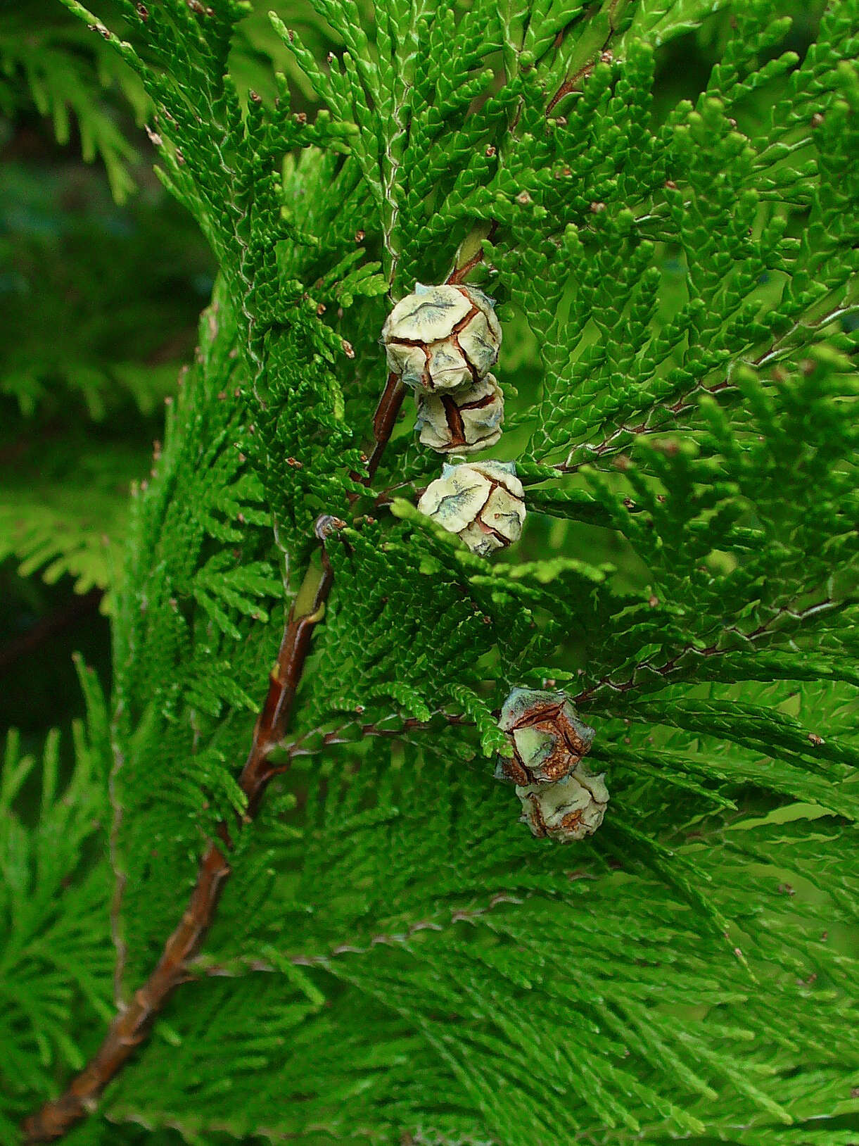 Image of Lawson's Cypress