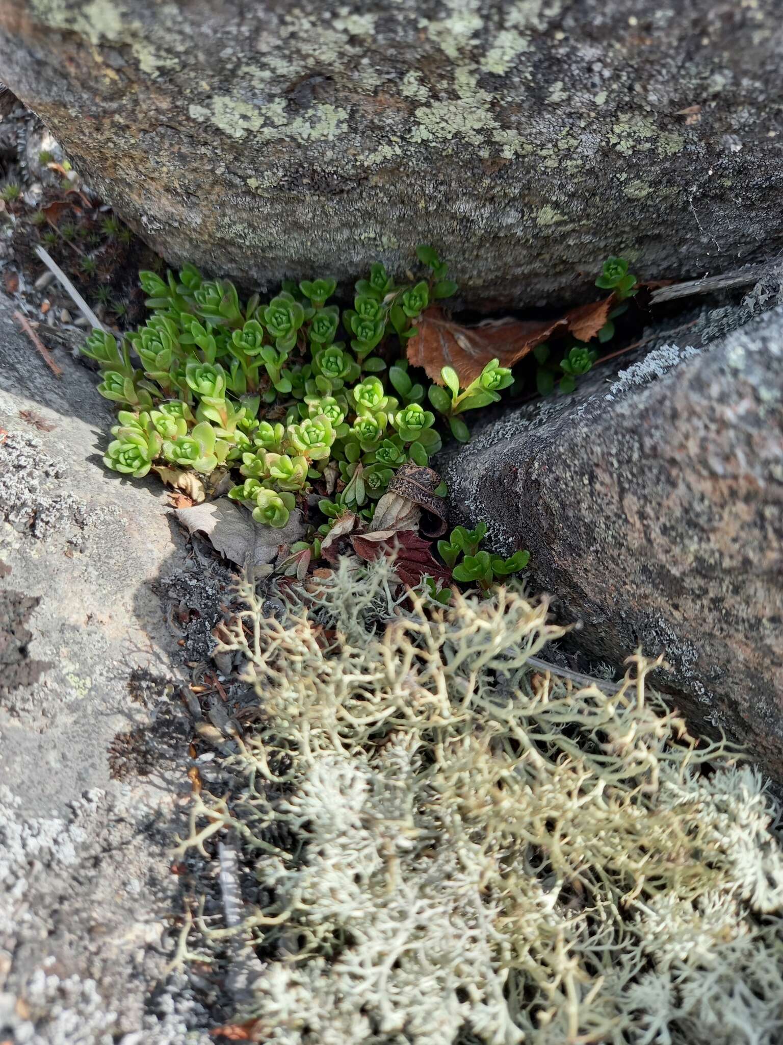 Image of Hylotelephium cyaneum (J. Rudolph) H. Ohba