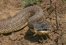 Image of East-Four-lined Ratsnake