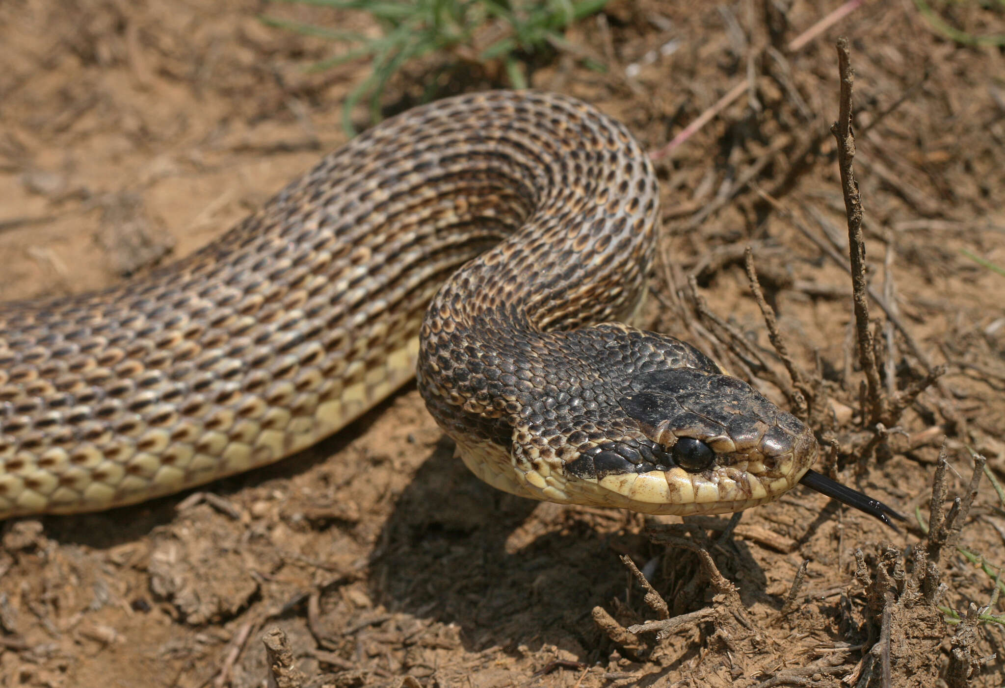 Image of East-Four-lined Ratsnake