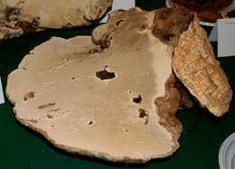 Image of Ganoderma applanatum