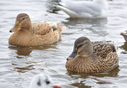 Image of Common Mallard