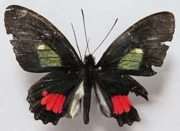 صورة Parides panares (Gray (1853))