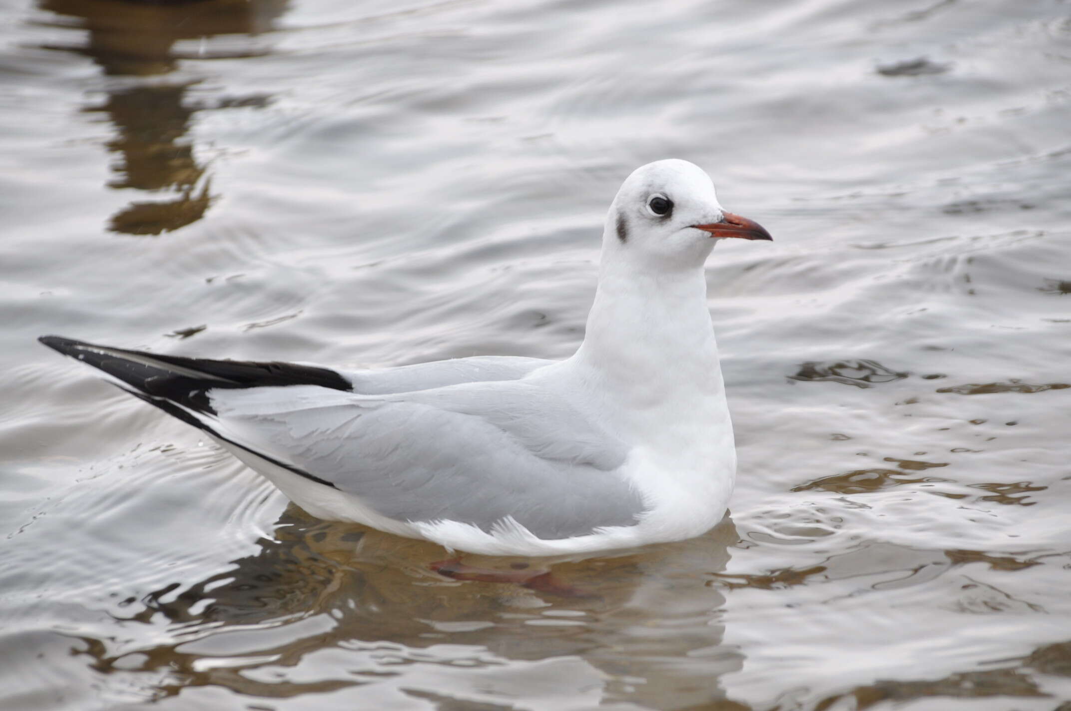 Image of Black-headed Gull