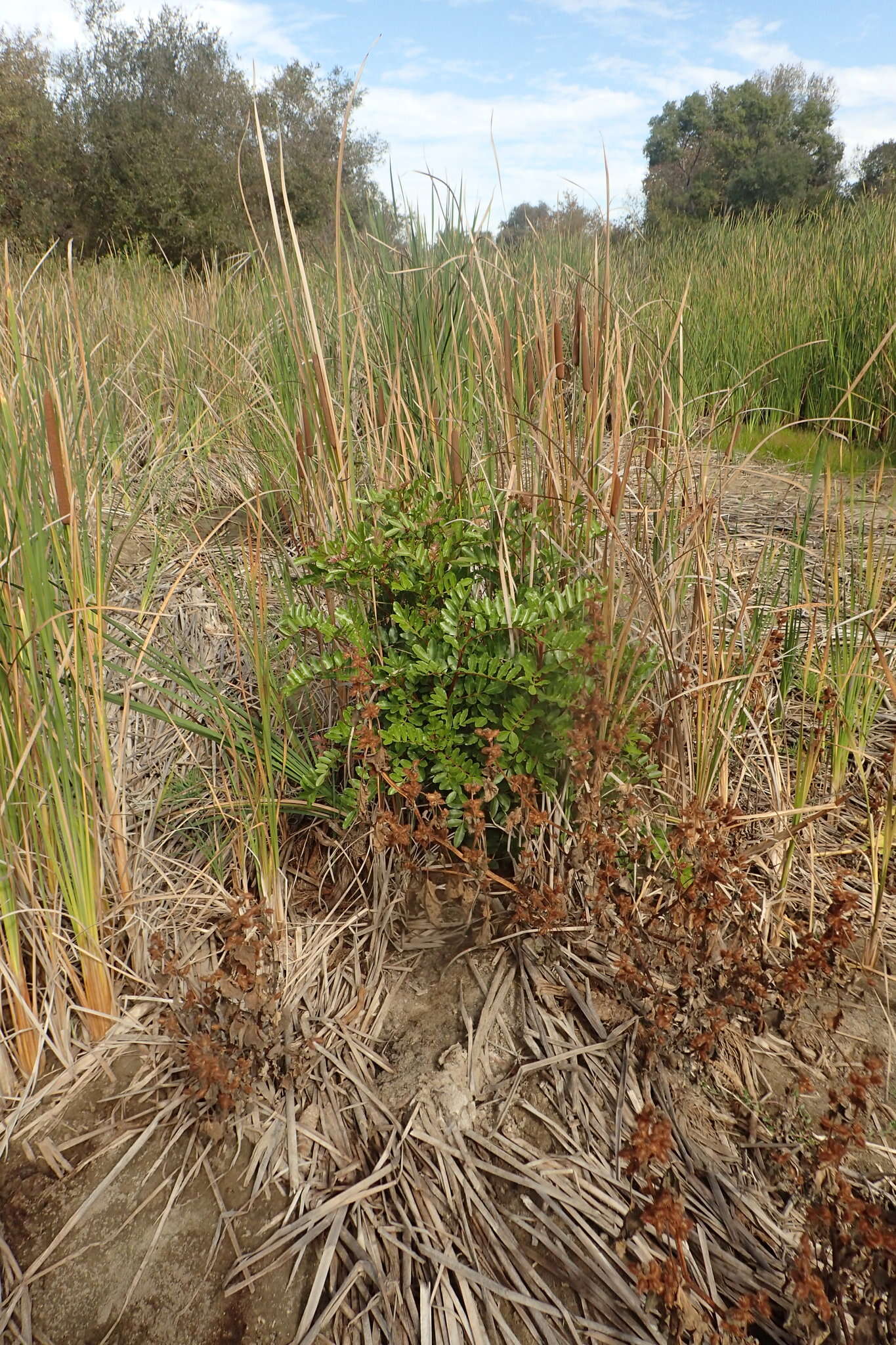 Image of <i>Schinus <i>terebinthifolia</i></i> var. terebinthifolia