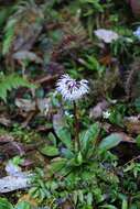 Image of Heloniopsis umbellata Baker