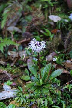 Image of Heloniopsis umbellata Baker