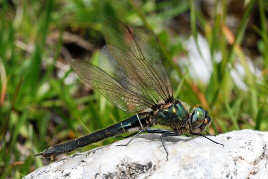 Image of Alpine emerald