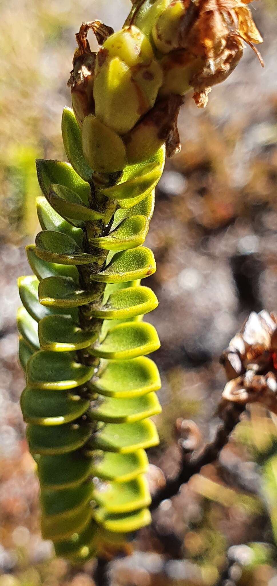 Image de Veronica masoniae (L. B. Moore) Garn.-Jones