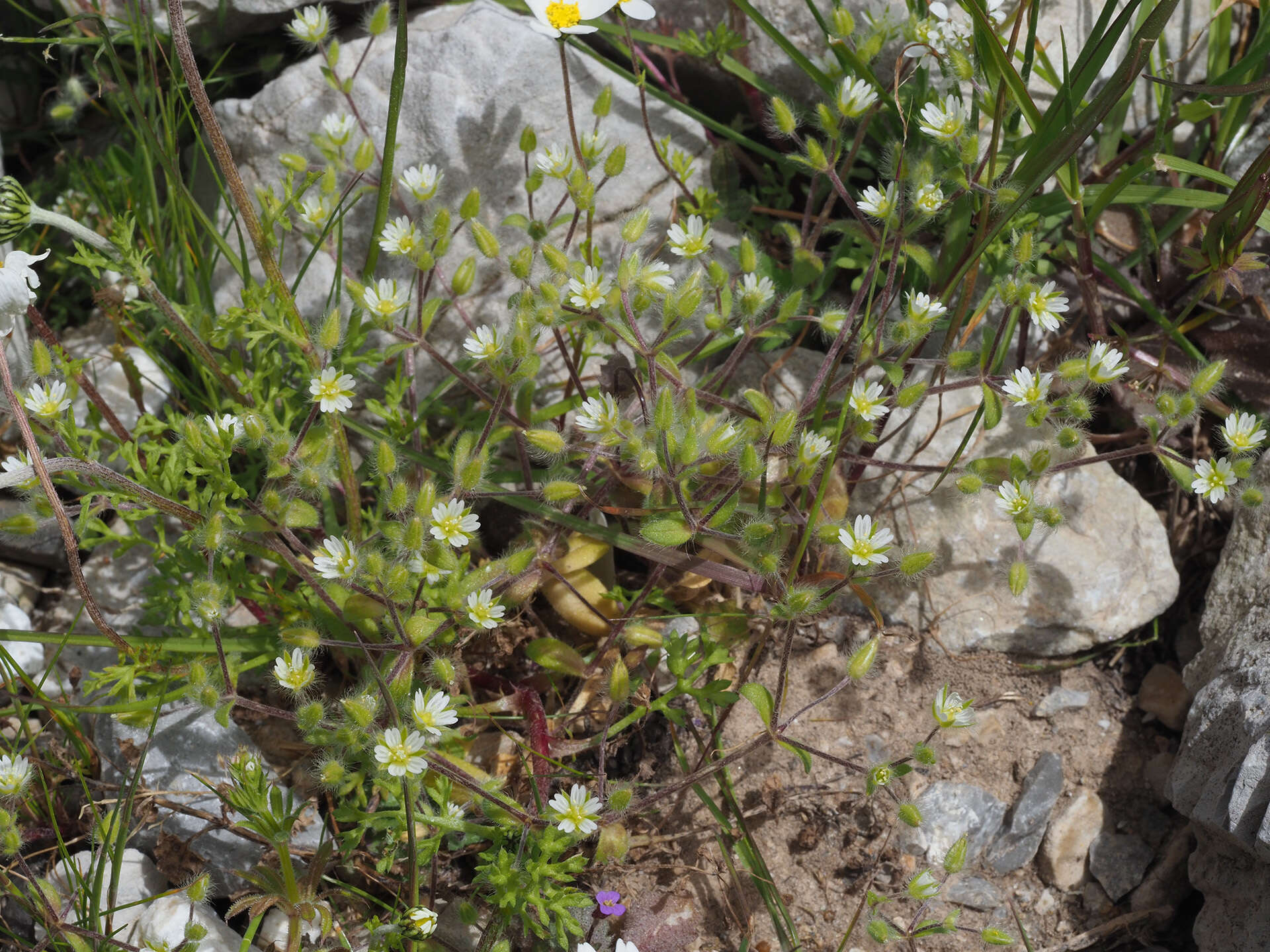 Image of Cerastium comatum Desv.