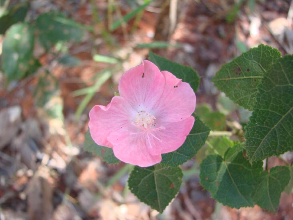 Image of swampmallow