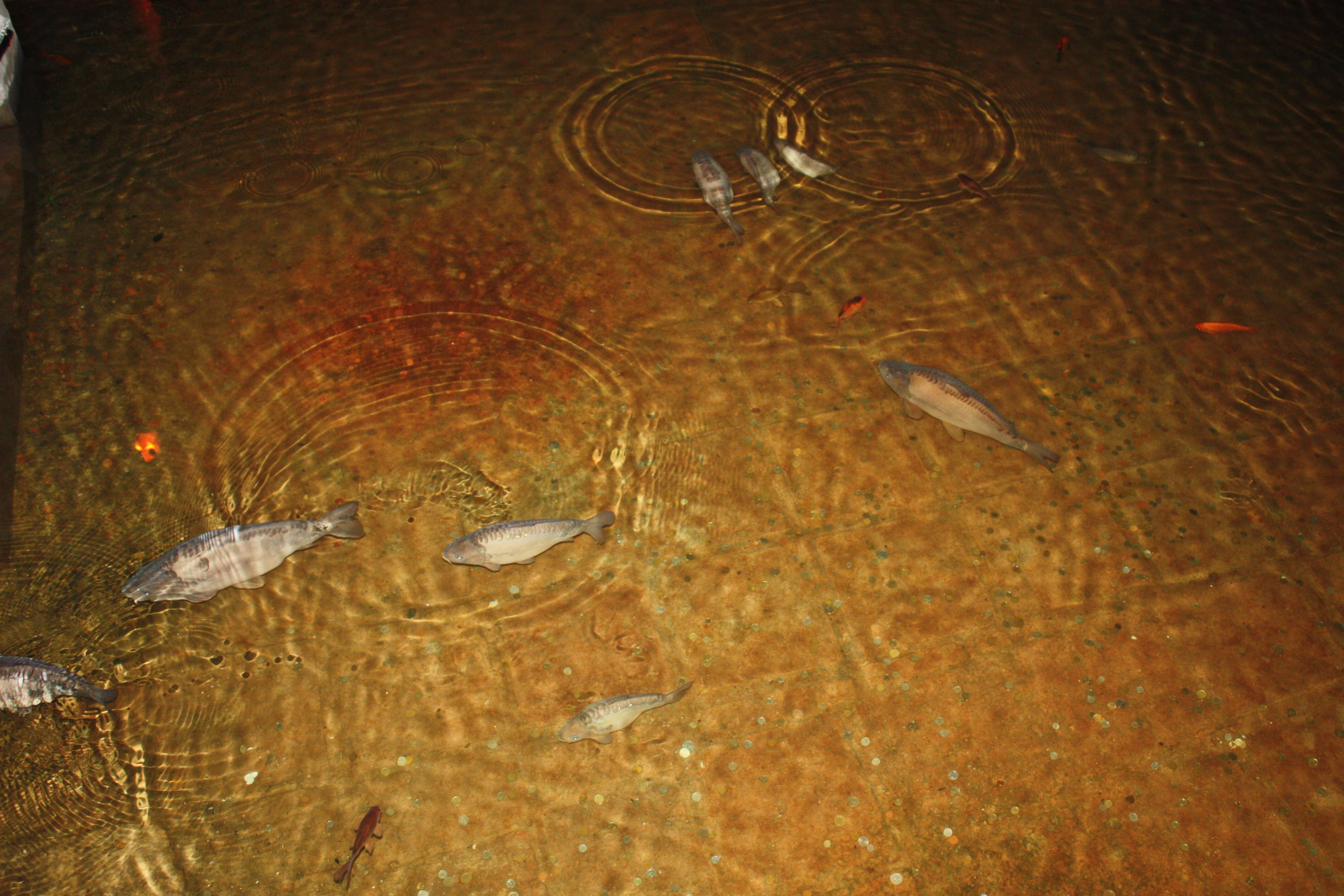 Image of common carp, carp