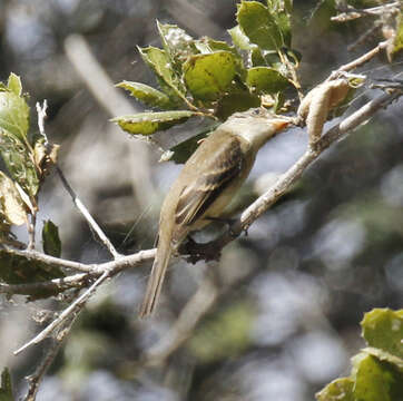 Image of Willow Flycatcher