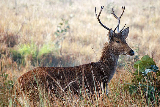 Image of Swamp Deer