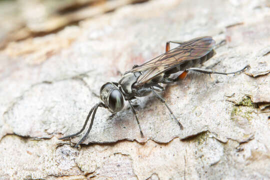 Image of Crabronid wasp