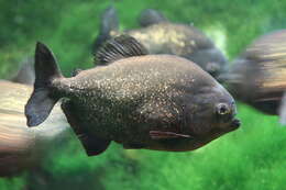 Image of Red-bellied piranha