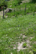 Image of Valeriana edulis subsp. procera