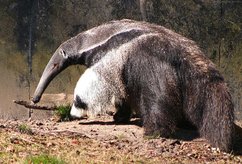 Image of anteater