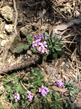 Image of Arabis collina Ten.