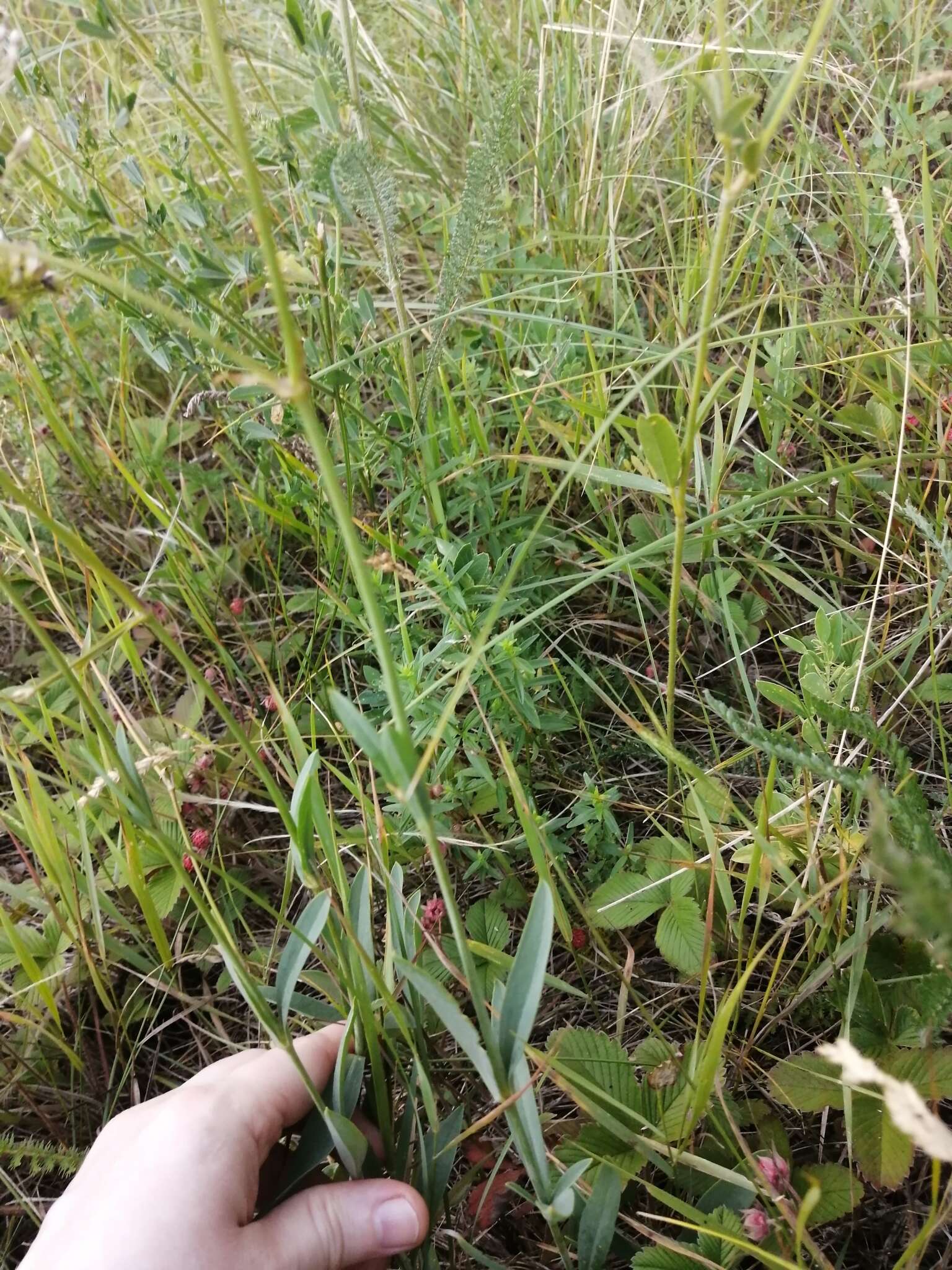 Image of Gypsophila altissima L.