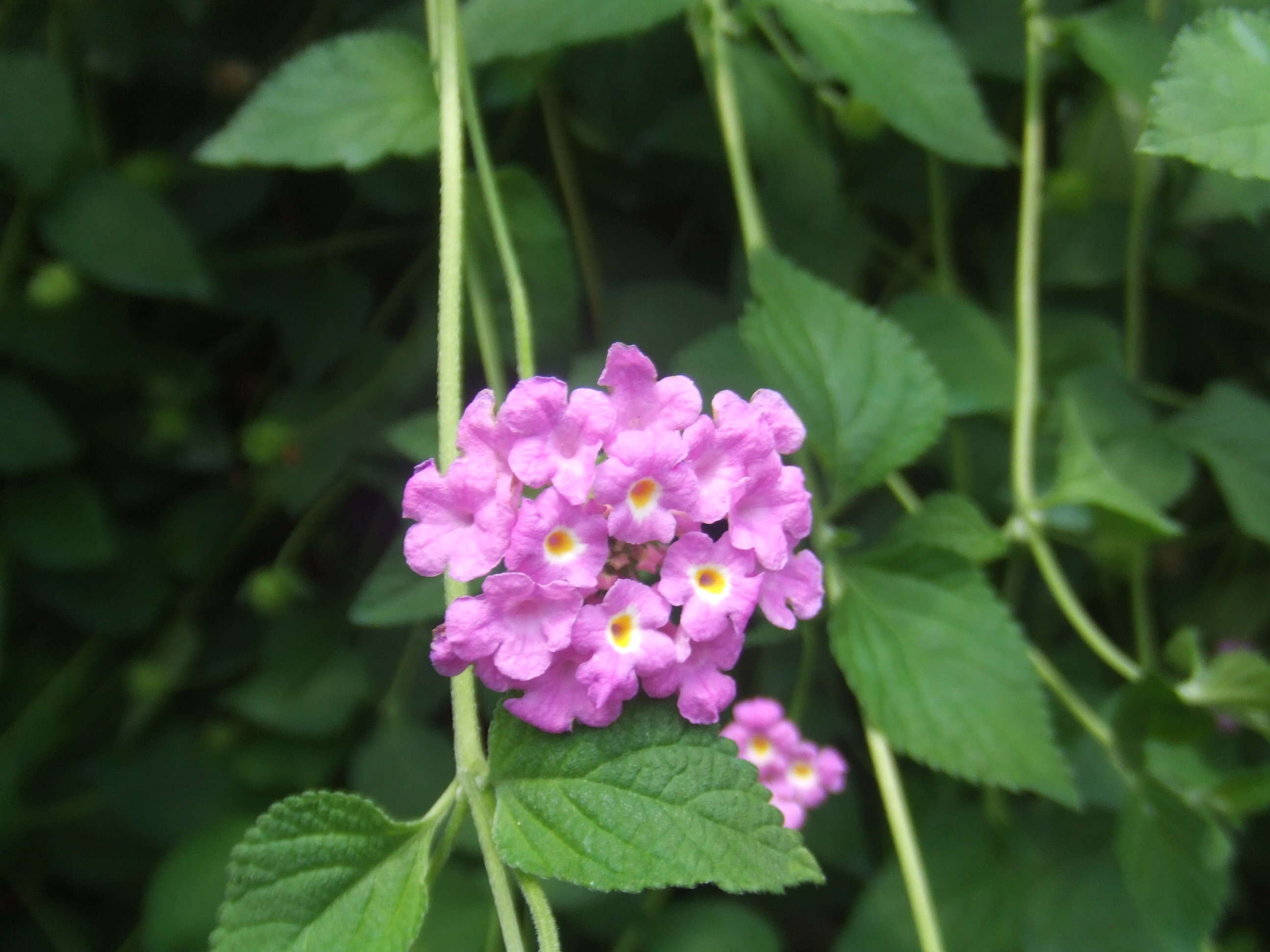 Image of trailing shrubverbena