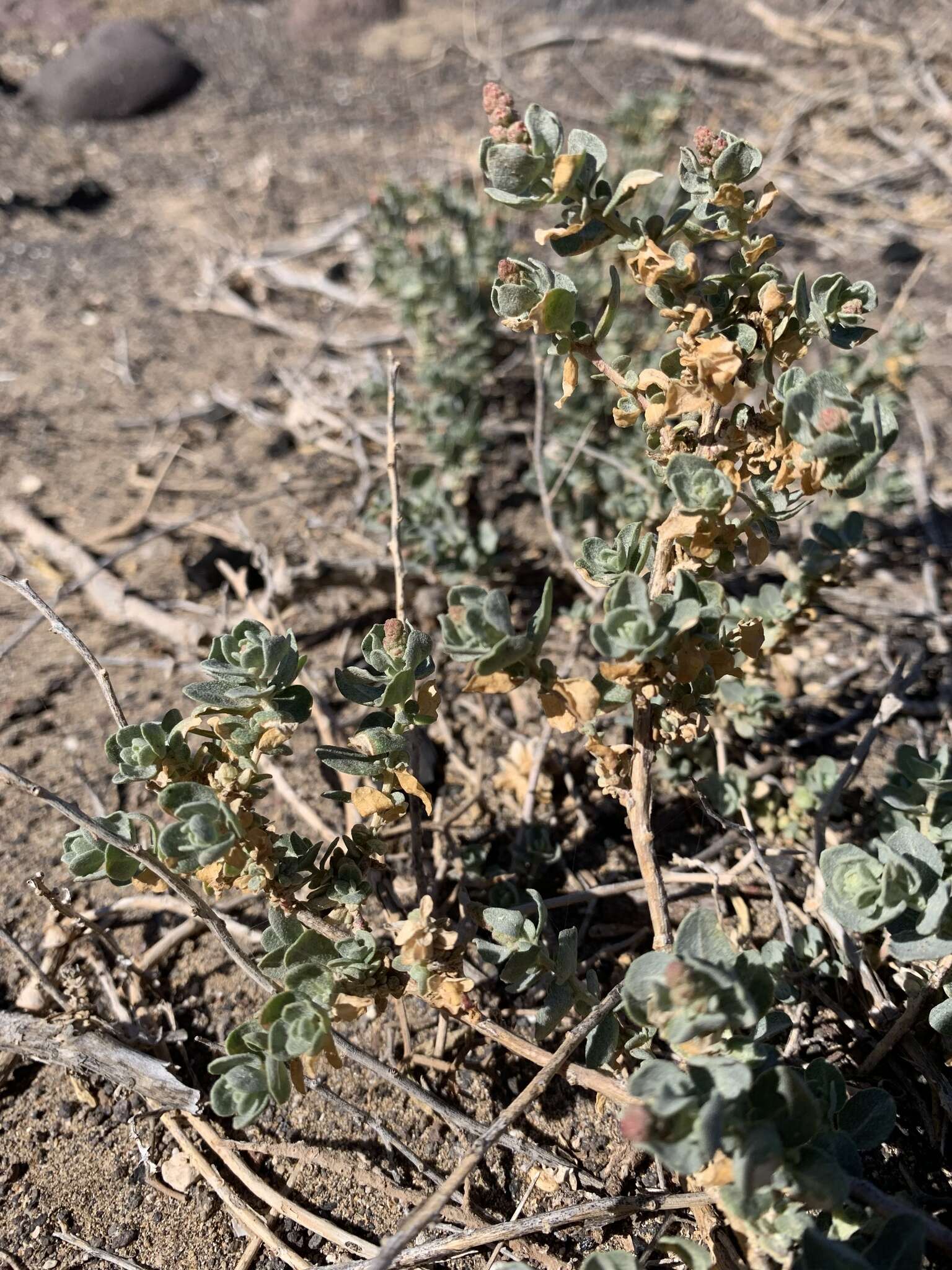 Image of Atriplex glauca subsp. ifniensis (Caball.) S. Rivas-Martínez et al.