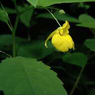 Image of Jewelweed