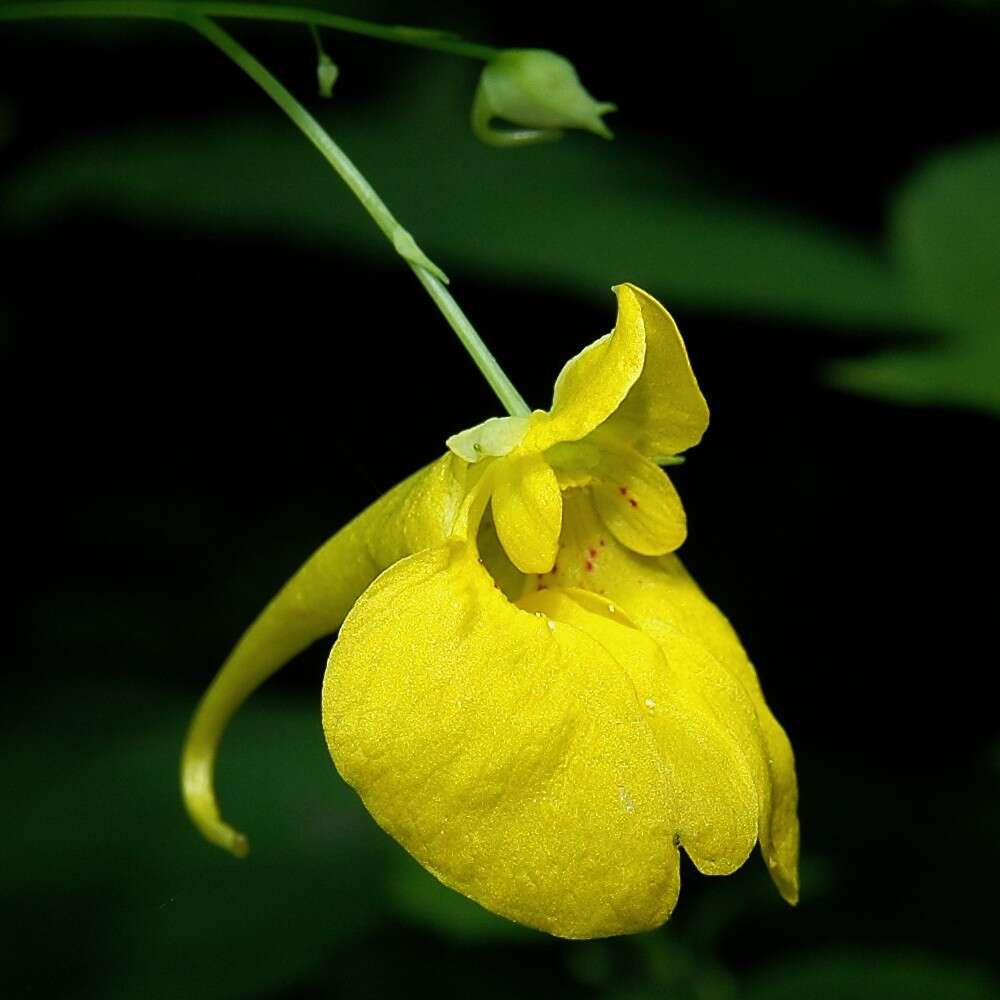 Image of Jewelweed