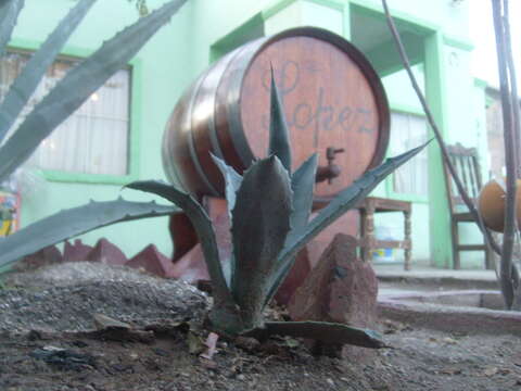 Image of tequila agave