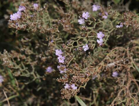 Imagem de Limonium cancellatum (Bertol.) O. Kuntze