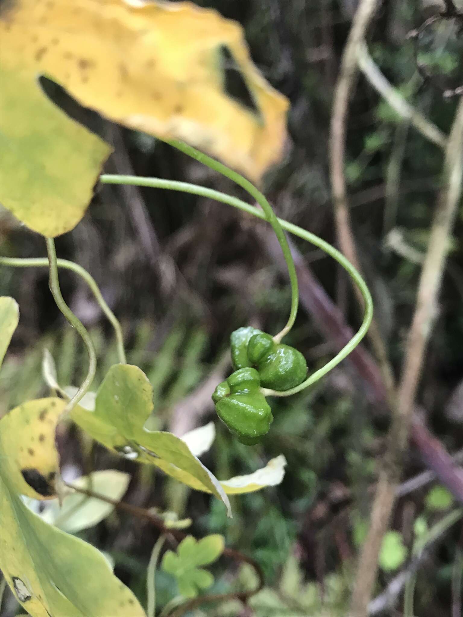 Image of Tropaeolum smithii DC.