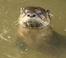 Image of Otter sp.