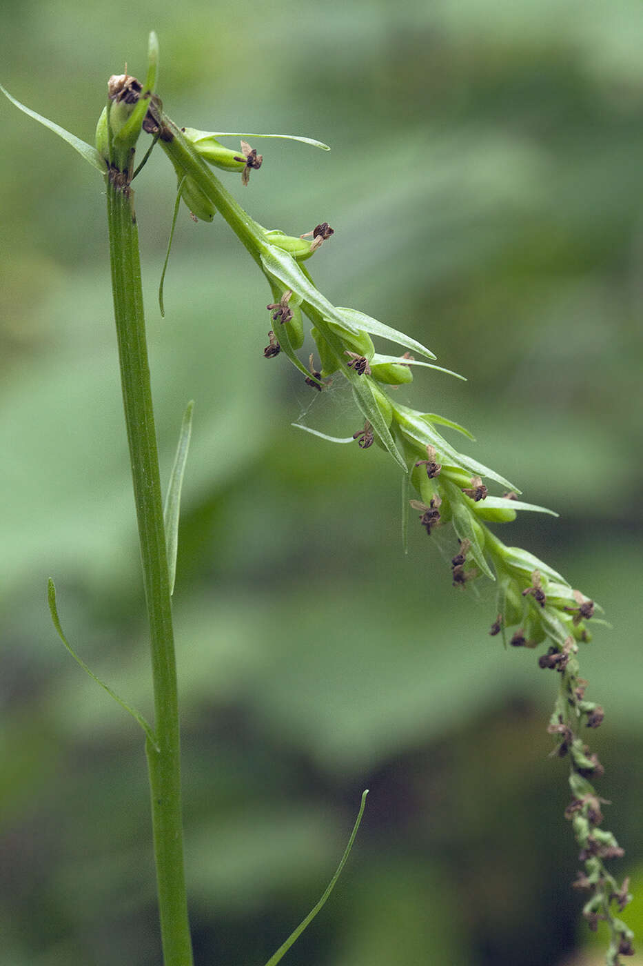 Image of Platanthera chorisiana var. elata Finet