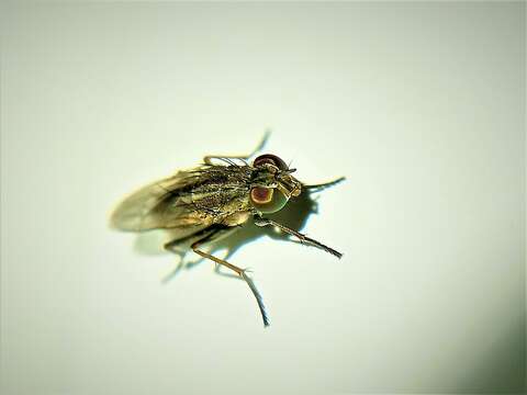 Image of Fly