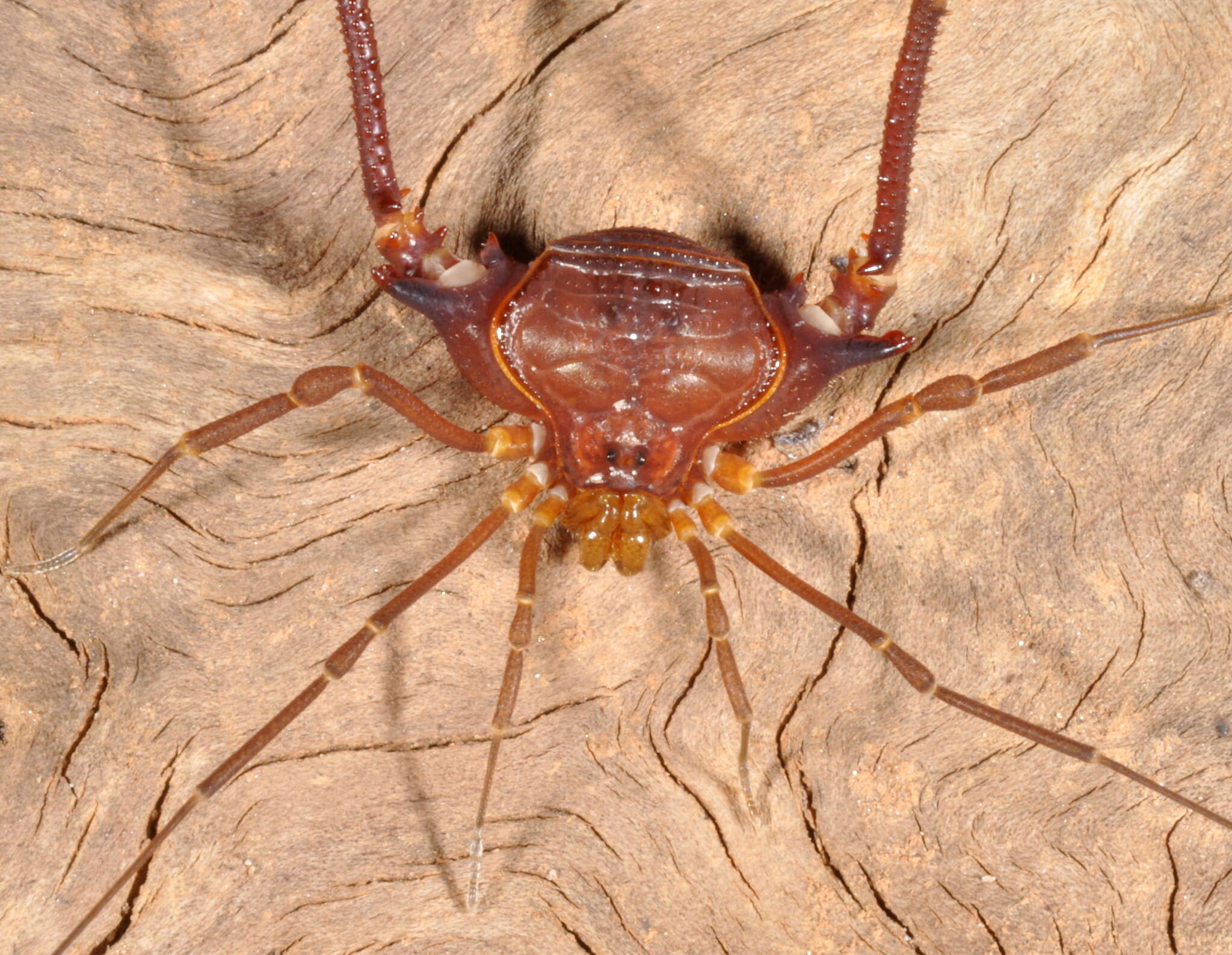 Image of Krateromaspis Carvalho & Kury 2021