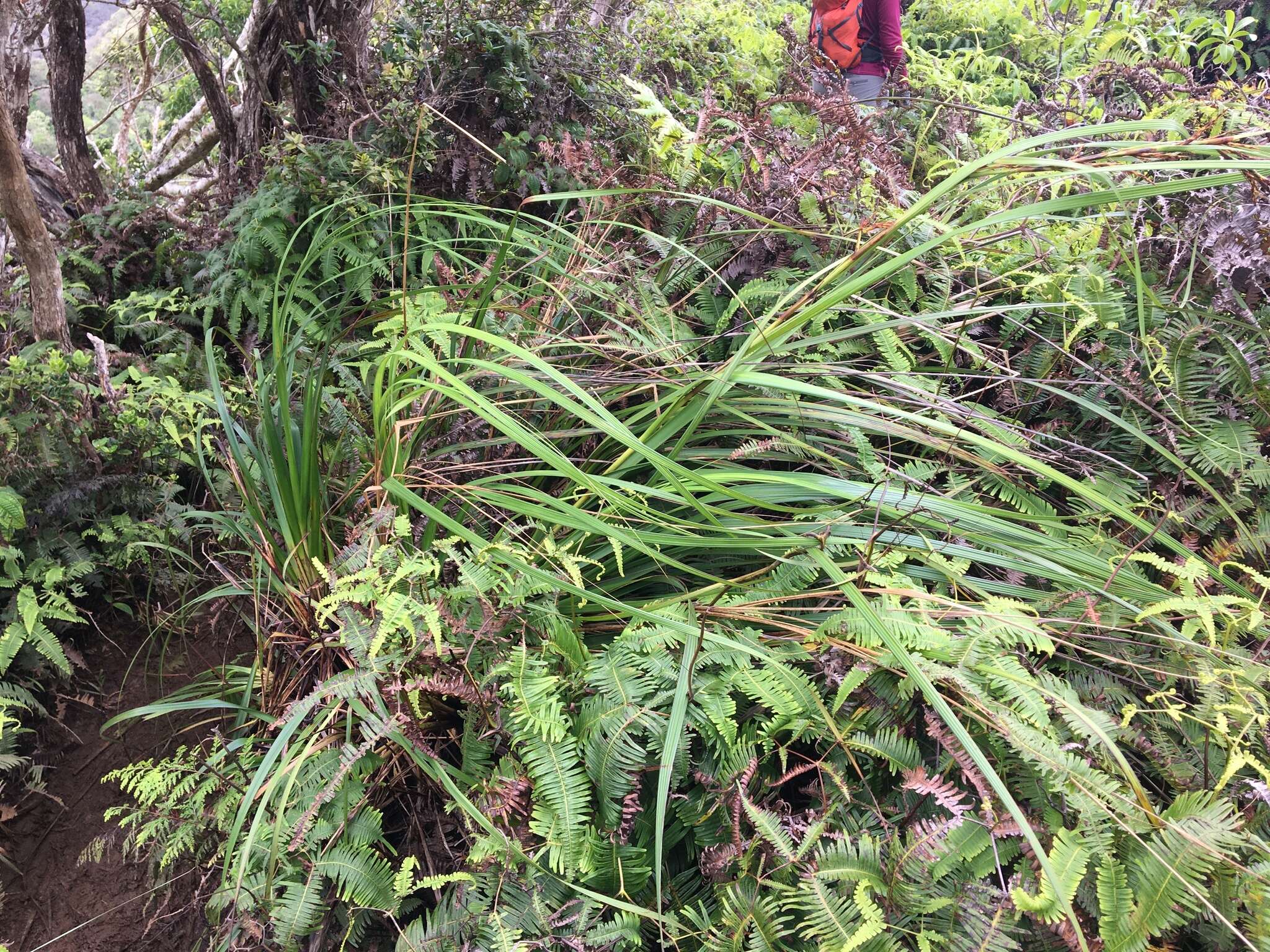 Image of forest sawsedge