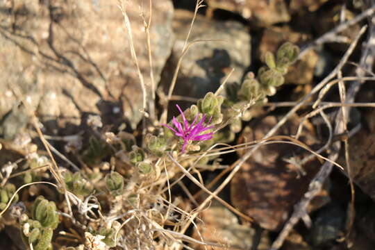 Image of Drosanthemum archeri L. Bol.