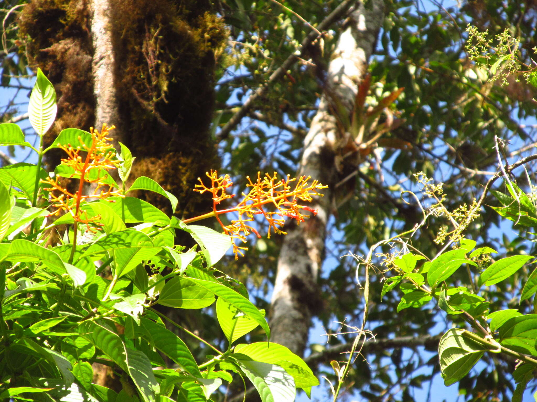 Image de Palicourea demissa Standl.