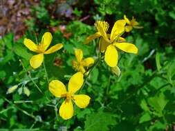 Image of celandine