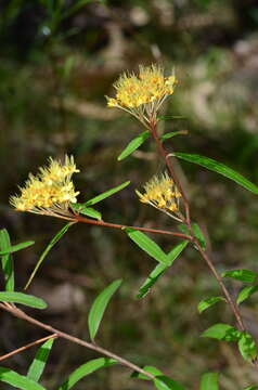 Image of Phebalium squamulosum subsp. coriaceum Paul G. Wilson