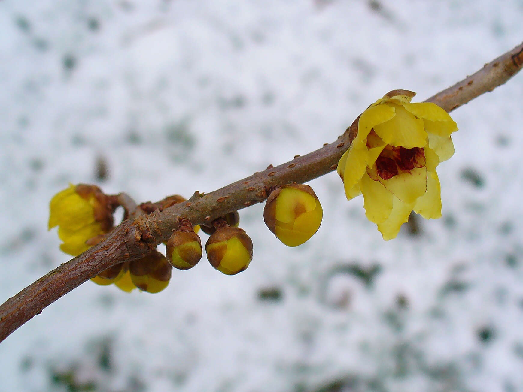 Image of Fragrant Wintersweet