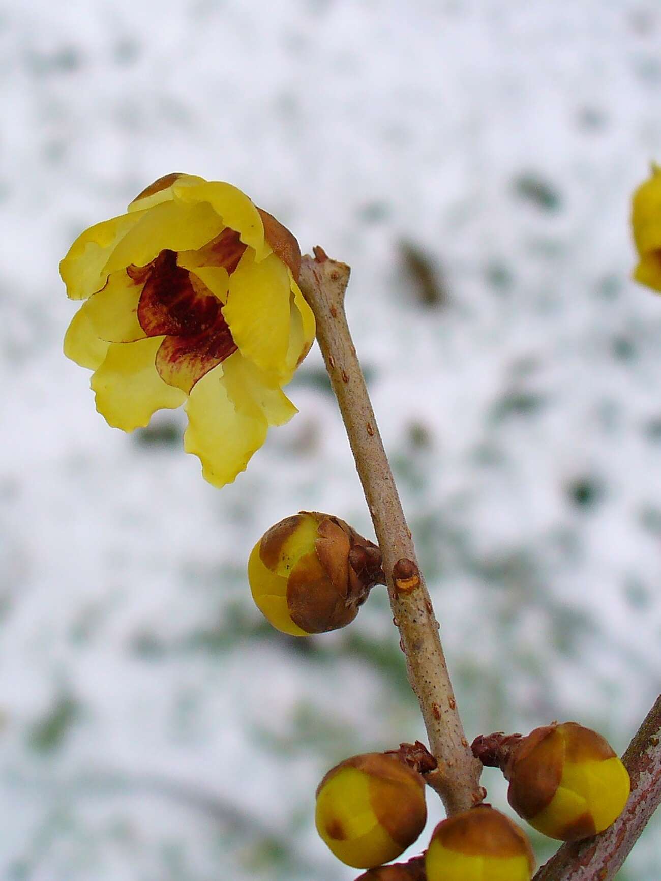 Image de Chimonanthus praecox (L.) Link