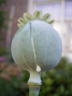 Image of opium poppy