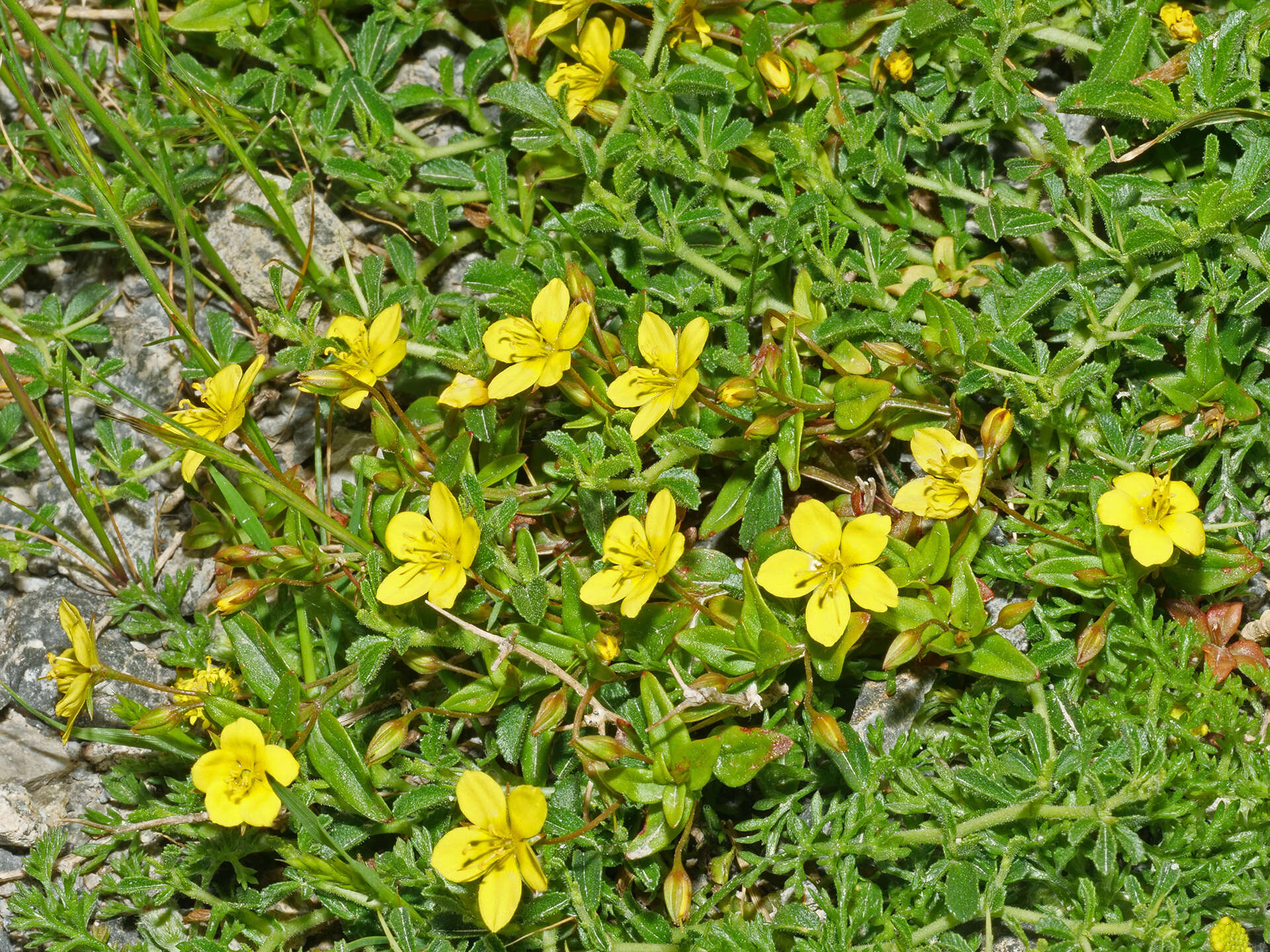 Image of Lysimachia serpyllifolia Schreber