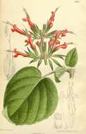 Image of Mexican sage